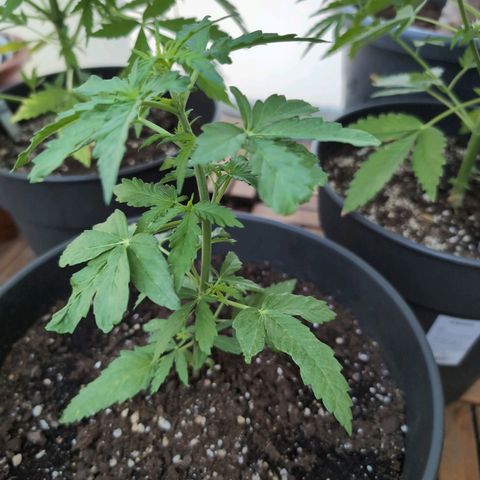 GZ1 growlog timeline photo