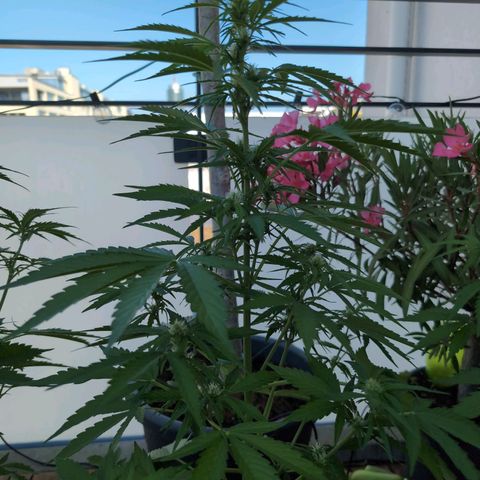 B2 growlog timeline photo