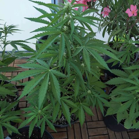 B2 growlog timeline photo