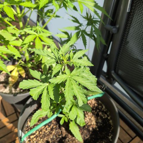 GZ1 growlog timeline photo