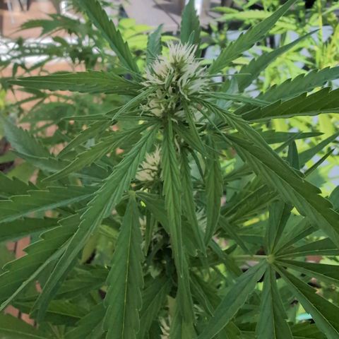 B2 growlog timeline photo