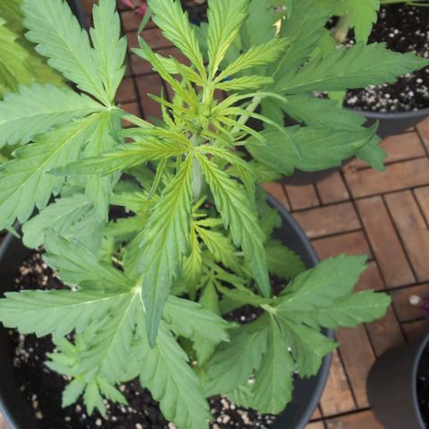 GZ1 growlog timeline photo