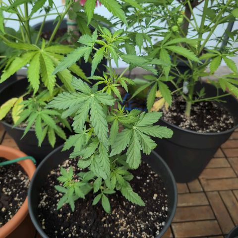 GZ1 growlog timeline photo