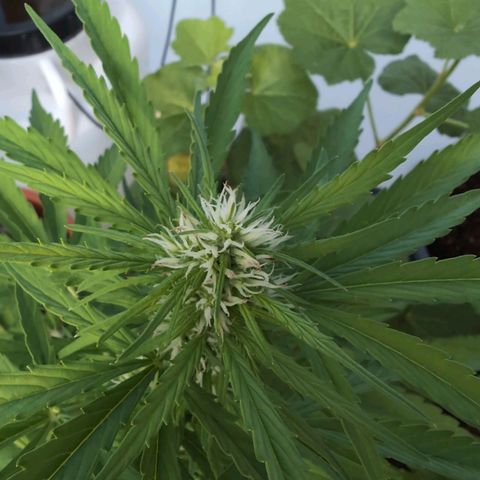 B2 growlog timeline photo