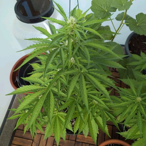 B2 growlog timeline photo