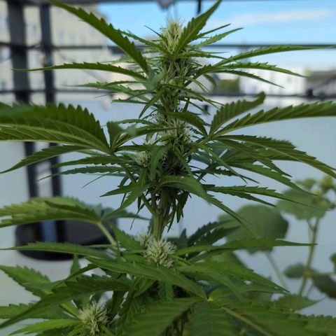 B2 growlog timeline photo