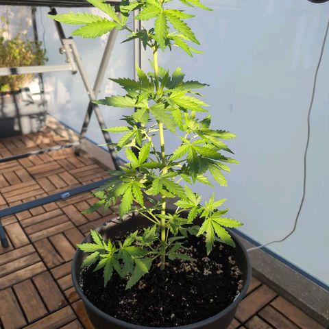 GZ1 growlog timeline photo