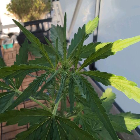 GZ1 growlog timeline photo