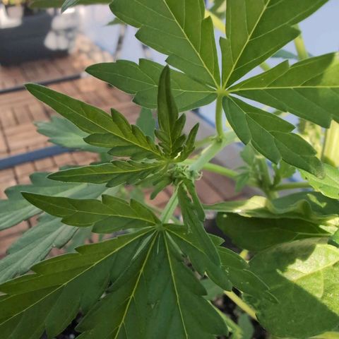GZ1 growlog timeline photo