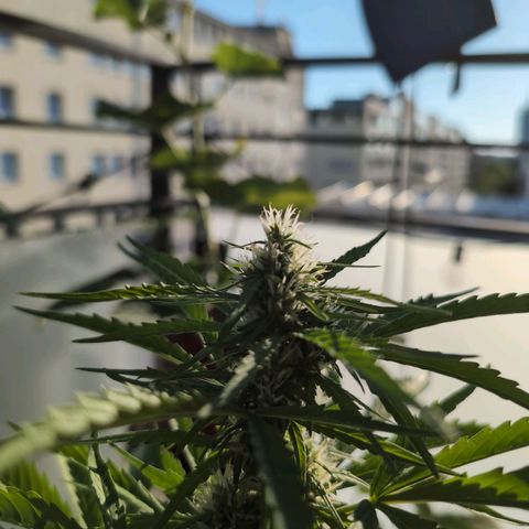 B2 growlog timeline photo