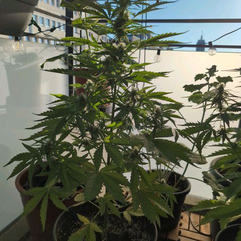 B2 growlog timeline photo