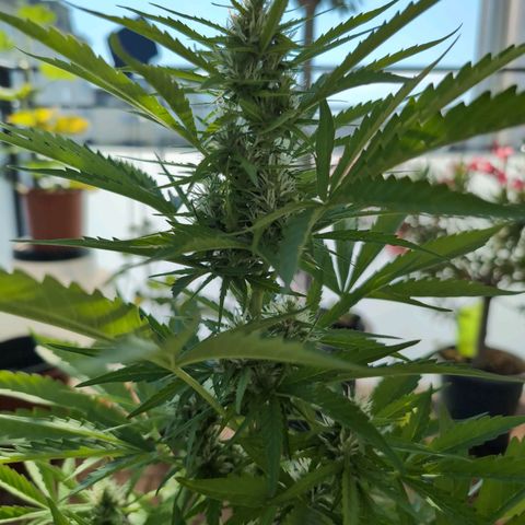 B2 growlog timeline photo
