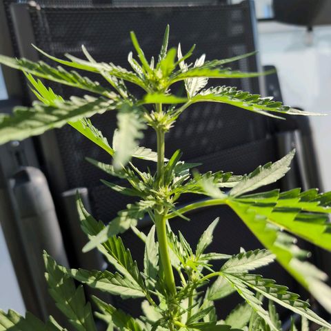 GZ1 growlog timeline photo
