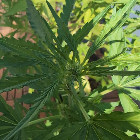 GZ1 growlog timeline photo