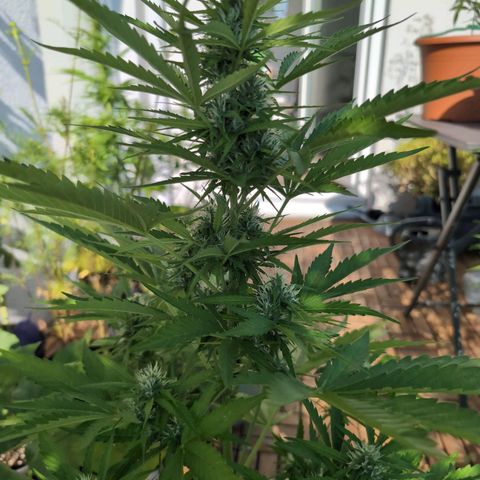 B2 growlog timeline photo
