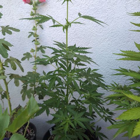 GZ1 growlog timeline photo