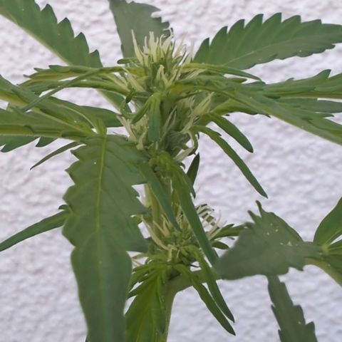 GZ1 growlog timeline photo