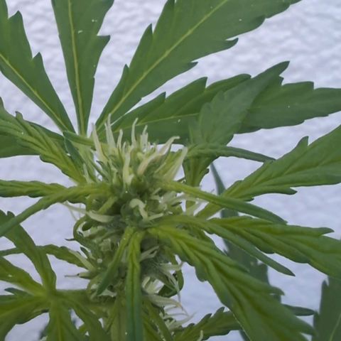 GZ1 growlog timeline photo