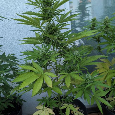 B2 growlog timeline photo