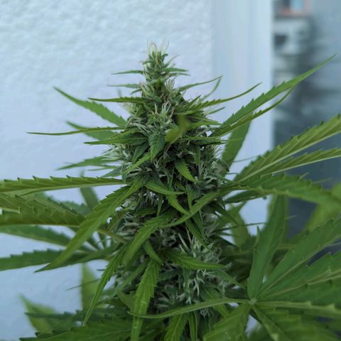 B2 growlog timeline photo