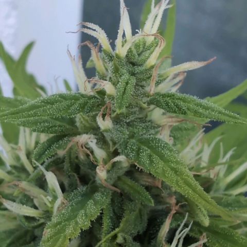 B2 growlog timeline photo