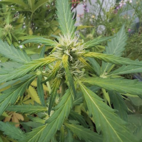 GZ1 growlog timeline photo