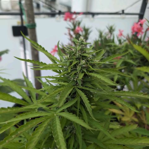 B2 growlog timeline photo