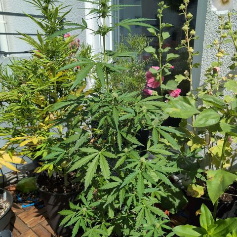 GZ1 growlog timeline photo