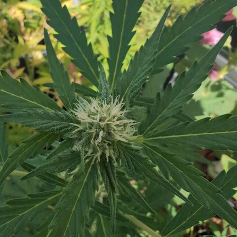 GZ1 growlog timeline photo