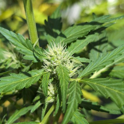 GZ1 growlog timeline photo