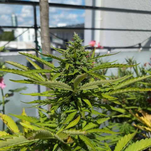 B2 growlog timeline photo