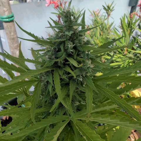 B2 growlog timeline photo