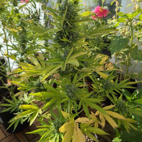 B2 growlog timeline photo