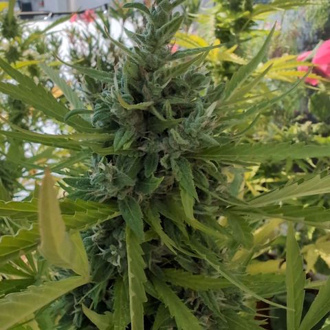 B2 growlog timeline photo