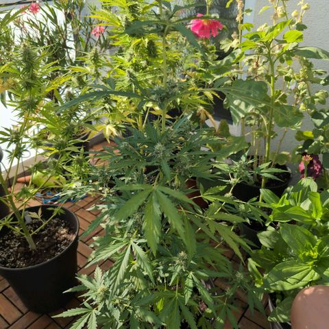 GZ1 growlog timeline photo