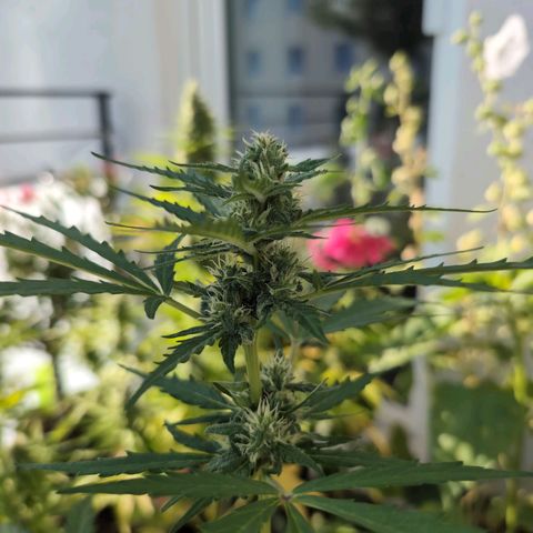 GZ1 growlog timeline photo