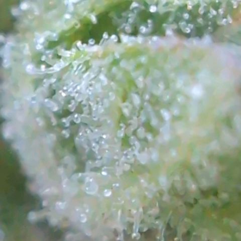 B2 growlog timeline photo