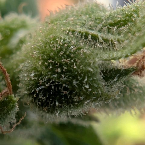B2 growlog timeline photo