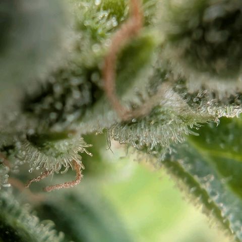B2 growlog timeline photo