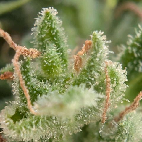 B2 growlog timeline photo
