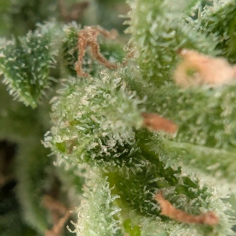 B2 growlog timeline photo