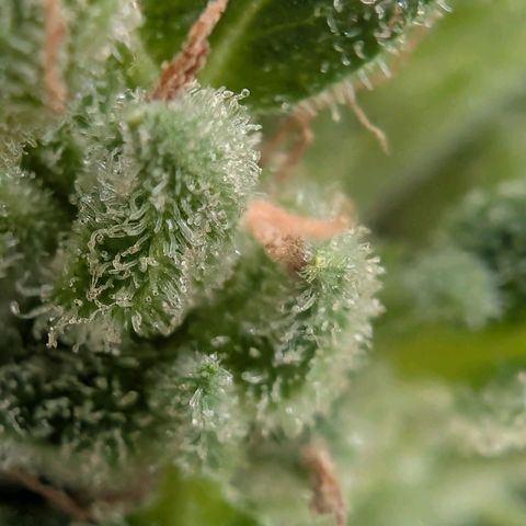 B2 growlog timeline photo