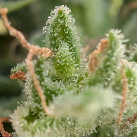 B2 growlog timeline photo