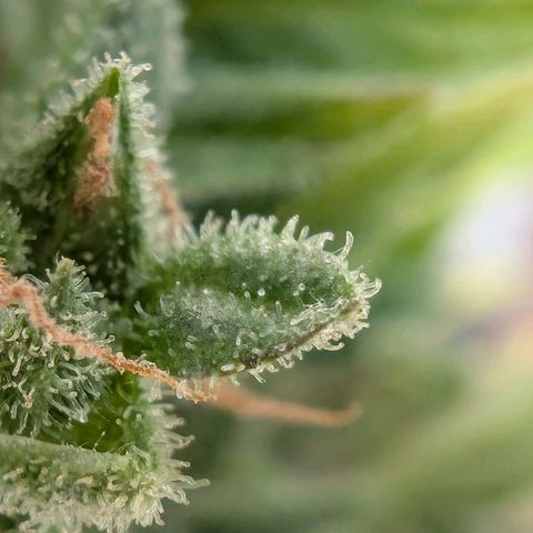 B2 growlog timeline photo