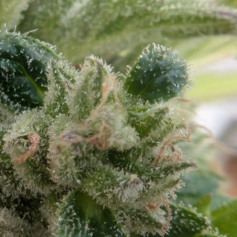 GZ1 growlog timeline photo