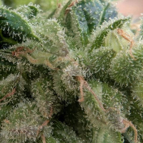 GZ1 growlog timeline photo