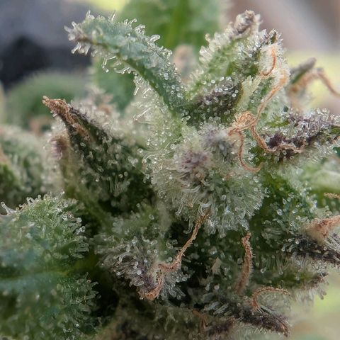 GZ1 growlog timeline photo