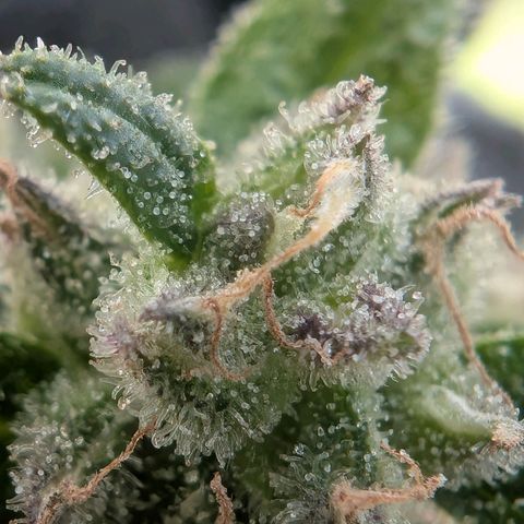 GZ1 growlog timeline photo