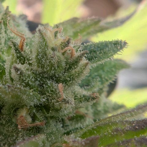 GZ1 growlog timeline photo