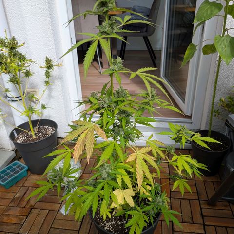 GZ1 growlog timeline photo